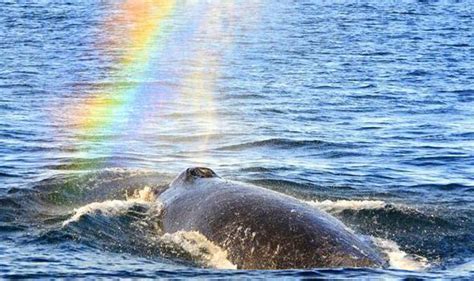 Video Photographer Captures Whale Blowing Colourful Rainbow Into The
