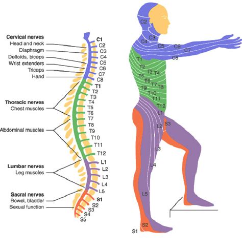 Spinal Cord Injury Levels Bone And Spine