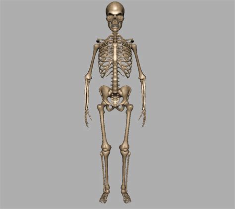 Skeleton Halloween 3D Model - Realtime - 3D Models World
