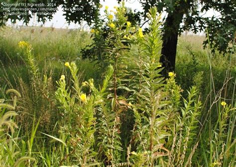 Plantfiles Pictures Oenothera Species Common Evening Primrose Hoary