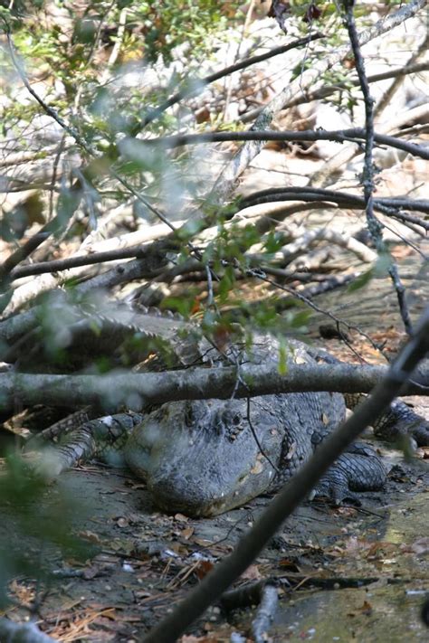 Sophia The Alligator On Kiawah Island Kiawah Island Photo Photo