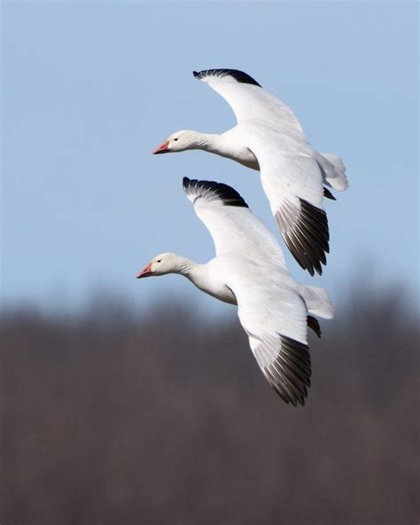 Snow Goose Pair In Flight Snow Goose Birds In Flight Birds