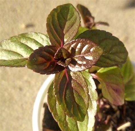 Chocolate Mint Plant 2 Small Starter Plants Heirloom 100 Organic