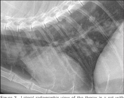 Figure 3 From Radiographic Abnormalities In Cats With Feline Bronchial