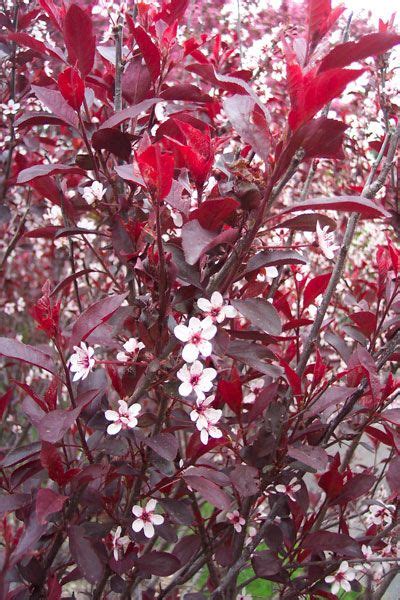 Bush With White Flowers And Red Leaves Ninebark A Wide Variety Of