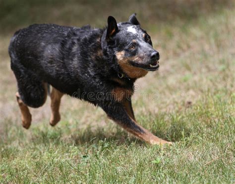 When getting this very intelligent australian cattle dog breed, they are very teachable for new things from very early on. Dog Running Fast Royalty Free Stock Photo - Image: 32828815