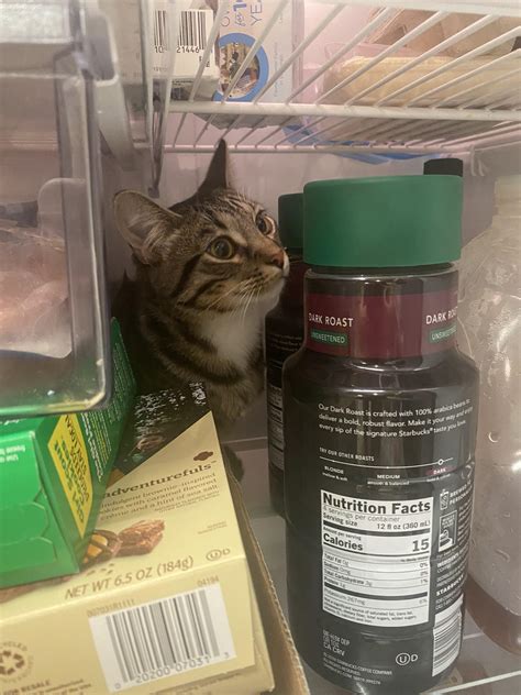 Owner Unable To Stop Cat Sneaking Into Fridge Pleads For Help Every Time