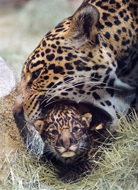 Awww baby jaguar born at San Diego Zoo about 3 weeks old now!(: | Katt