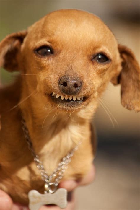 Dog With Weird Smile Stock Photography Image 18729892