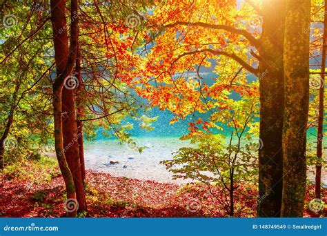 Yellow Autumn Trees On The Shore Of Lake Stock Image Image Of Forest