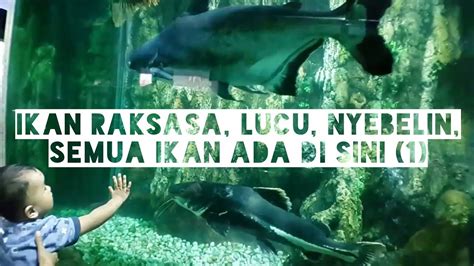 Ini baru ikan cupang cantik._ dunia ikan air tawar. Ikan raksasa | wisata ikan lengkap dunia air tawar tmii ...