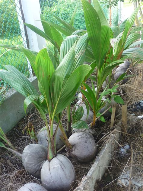 Arti kata kelapa (atau coconut, dalam bahasa inggris) dapat merujuk pada keseluruhan pohon kelapa, biji, atau buah, yang secara botani adalah pohon berbuah. Disini dalam lingkaran ini: kelapa cepat berbuah- pilih ...