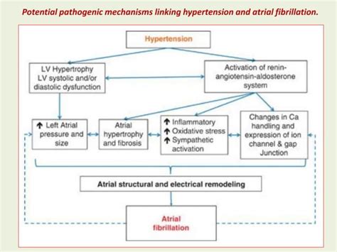 The Progression Of Hypertensive Heart Diseasefrom Hypertension To