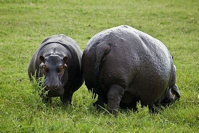 When it dives, the calf closes its nose and ears to block out. Hippopotamus: Habitat, Lifespan & Adaptation | Study.com