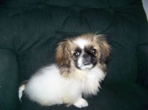 Eau gallie blvd melbourne, fl 32934 email us. Pekingese Puppy for Sale in Melbourne, Florida Classified | AmericanListed.com