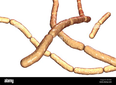 Hay Bacillus Computer Illustration Of Bacillus Subtilis Bacteria B