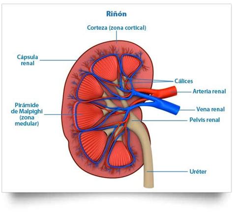 The Anatomy Of The Kidney And Its Major Vessels Labeled In Blue On A