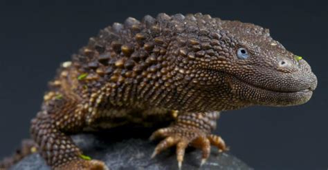Pet Monitor Lizard Guide What You Need To Know A Z Animals