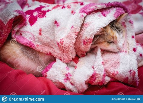 Ginger Cat Lying In Bed Under A Blanket Stock Image Image Of Domestic