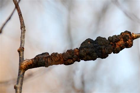 Black Knot Disease On Black Cherry Tree Flickr Photo Sharing