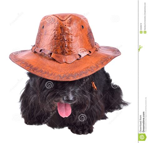 Dog In Cowboy Hat Stock Image Image Of Domestic Posing 63589579