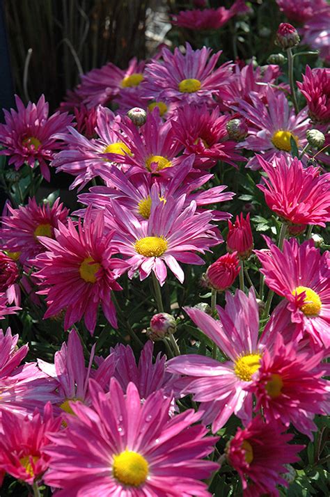 Dark Pink Daisy Chrysanthemum Chrysanthemum Dark Pink Daisy In Ajax