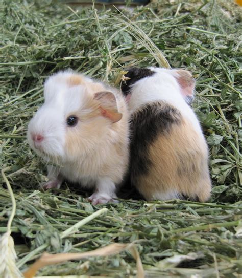 1000 Images About Guinea Pigs Cavia On Pinterest Guinea Pigs Cute