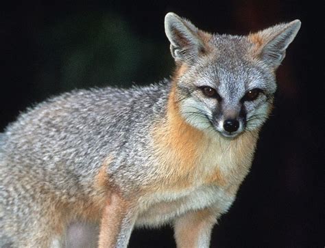 Listeria Found In Wild Gray Foxes In New Hampshire Wildlife