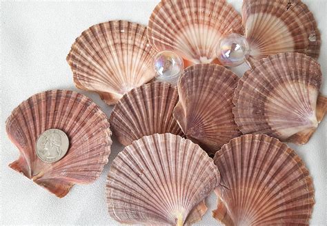 12 Piece Flat Scallop Seashells Large Flat Scallop Sea Etsy
