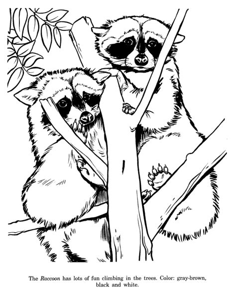 Raccoon Drawing And Coloring Page Zoo Coloring Pages Coloring Pages
