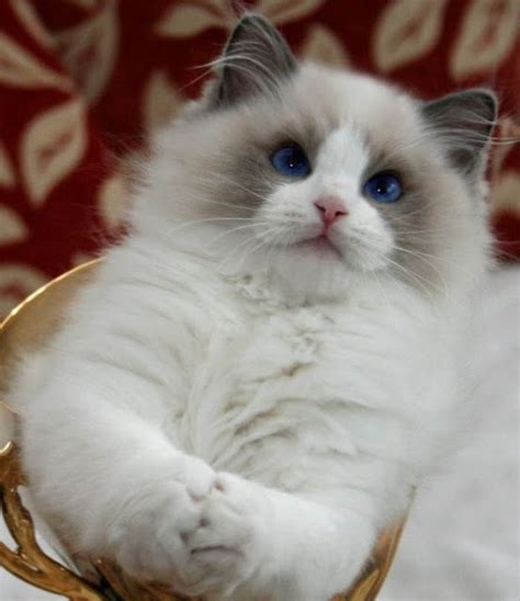 Temperament And Personality Of Ragdoll Annie Many Cat Species Cat