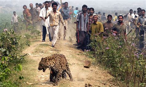 Indian Leopard Attack