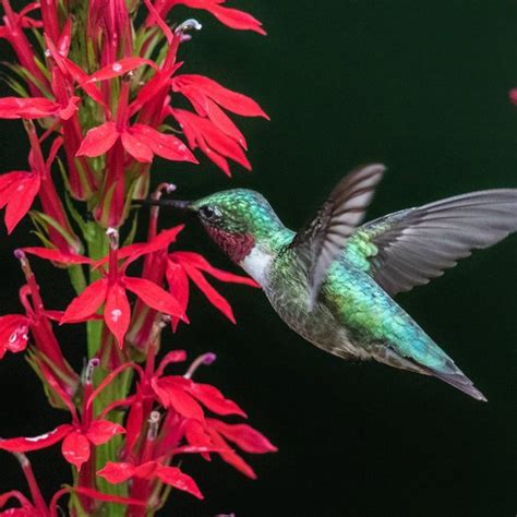 Top 10 Colorful Flowers Hummingbirds Love I Taste Of Home