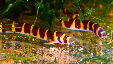 Freshwater Tropical Fish Profiles Bottom Feeders Tropical Fish Care