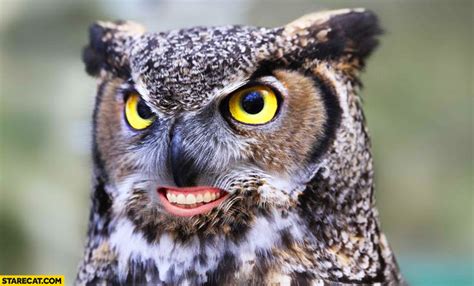 Owl With Human Mouth Photoshopped