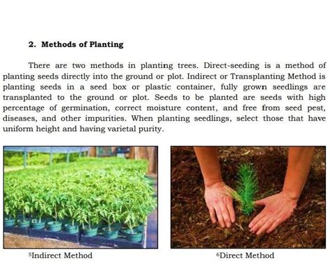 2 Methods Of Planting There Are Two Methods In Planting Trees Direct