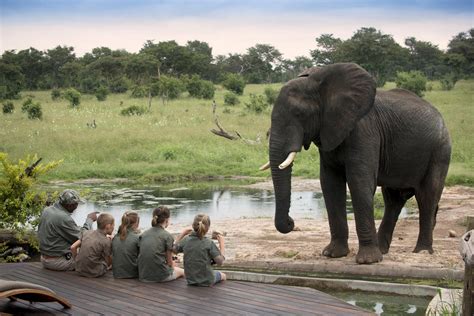 Why Choose A Zimbabwe Safari Made In Africa Tours And Safaris