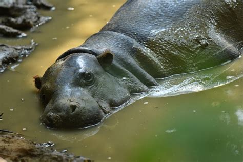 Pygmy Hippo Choeropsis Liberiensis Zoochat