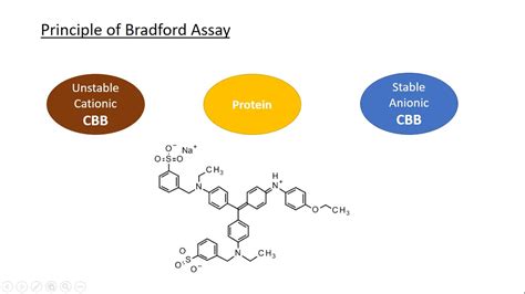 A Full Explanation About Bradford Assay Coomassie