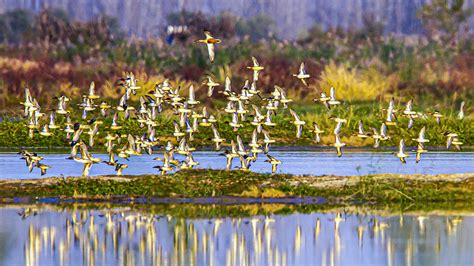Large Flocks Of Migratory Birds Arrive In East China Cgtn