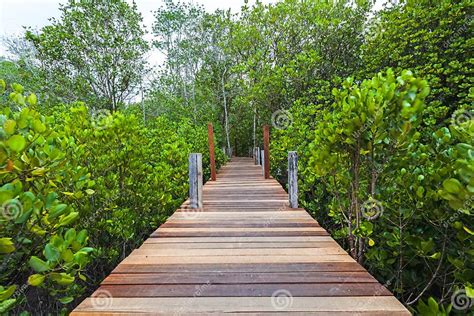 Wooden Bridge At Tung Prong Thonggolden Mangrove Fieldpra Sae Rayong