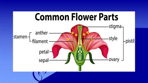 Pats Of Flower Sexual Reproduction In Flowering Plants Part 1 Class 10 And 8 Youtube