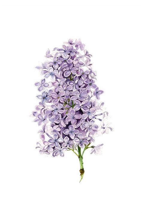 Watercolor Lilac Flower Wall Art Print Lilac Painting Print Etsy In