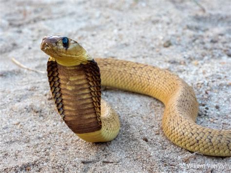 Cape Cobra Naja Nivea From Parklands South Africa Dangerously