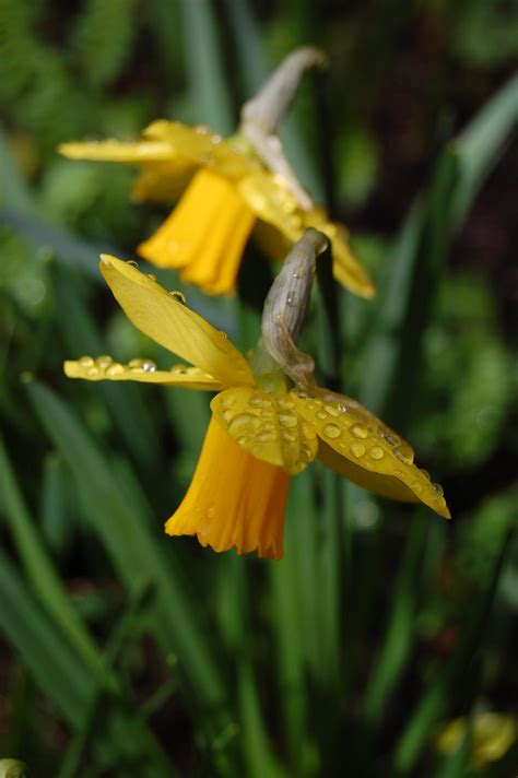 Spring Daffodils Daffodils Snowdrops Crocus Spring Has Flickr
