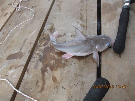 Check spelling or type a new query. 50 Gambar Ikan Pelotan