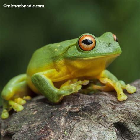 Photography Tips And Techniques Frogs Wildnature Photo Expeditions