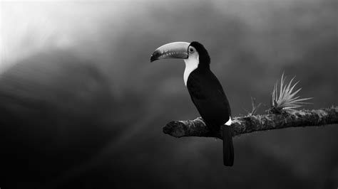 Animal Toucan Hd Wallpapers Wallpaper Cave