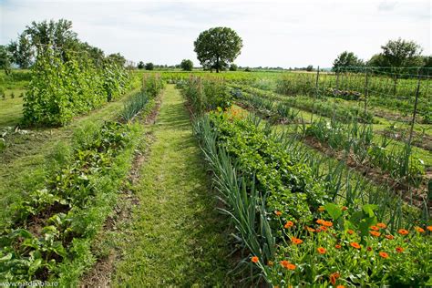 Grădina De La țară La început De Iunie Vegetable Garden Homesteading