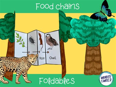Food Chain Foldables Ks1 Teaching Resources